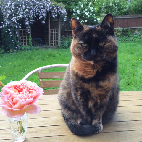 Cat Care Solihull