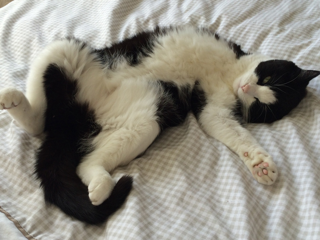 Cat Care Solihull