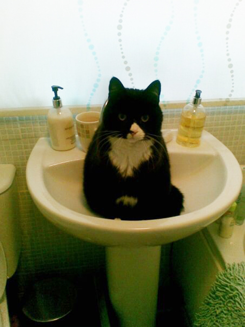 Cat Care Solihull