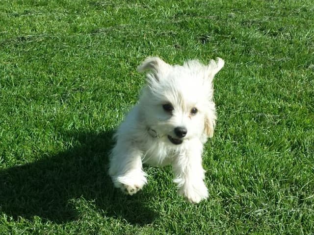 Professional Dog Walking Solihull