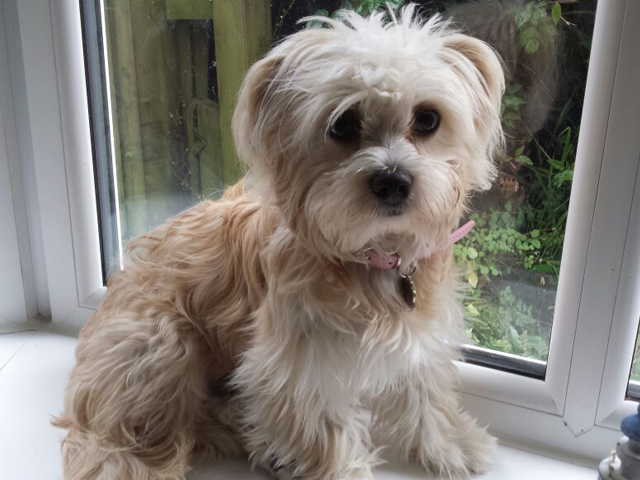 Professional Dog Walker Solihull