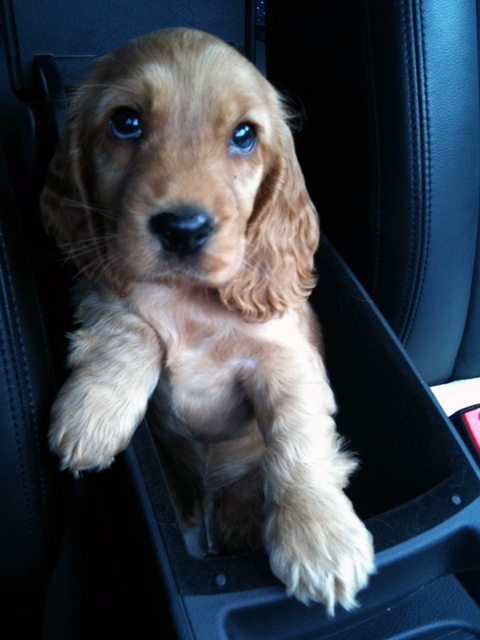 Dog Walking Solihull