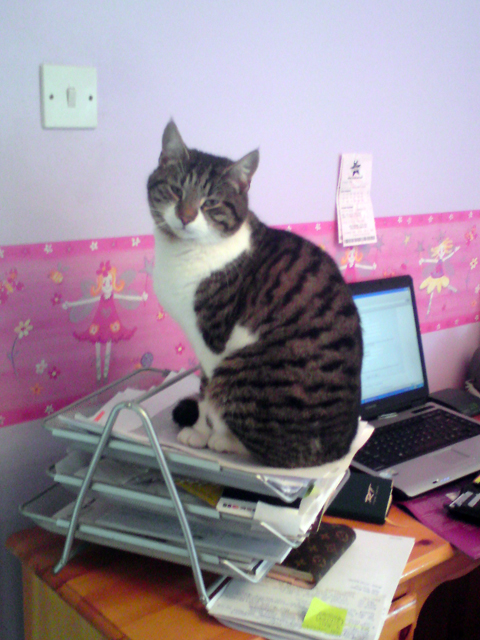 Cat Care Solihull