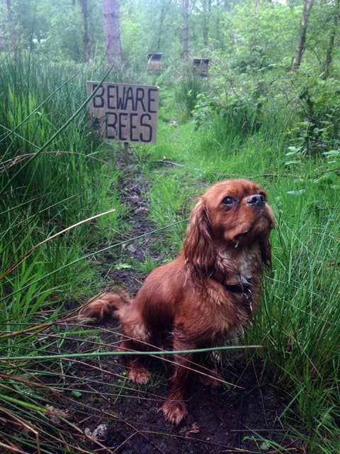 Dog Walking Solihull