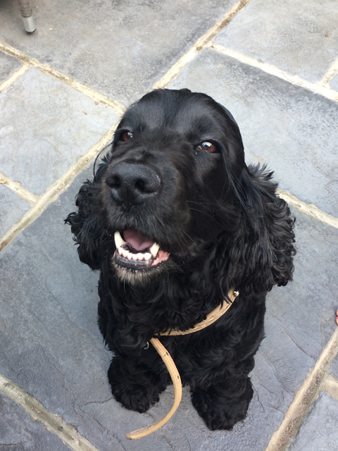 Dog Walking Solihull