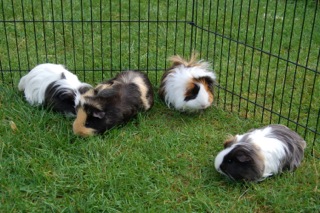 Pet Care Solihull